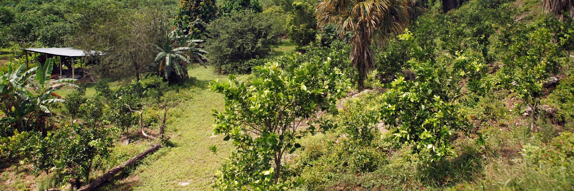 The forest on the side of Hummingbird Highway from Hopkins to Belize City.