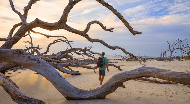 Hiker enjoying walk on the beach at sunrise. Drift wood are left behind from years of erosion. Driftwood Beach on Jekyll Island, Georgia, USA.
1340981141
driftwood beach, natural